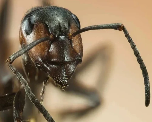 5 Simple Steps to Get Rid of Ants in Your Car